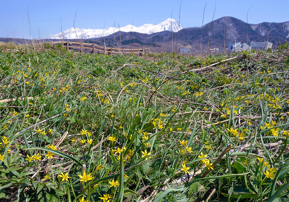 キバナノアマナの群生