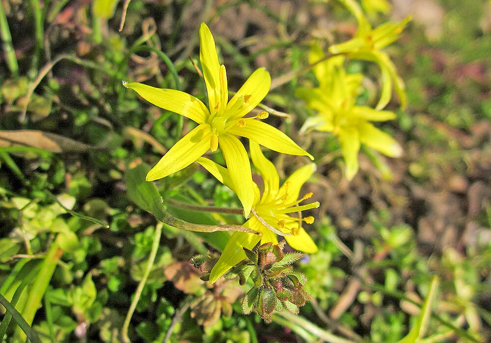 キバナノアマナの花の拡大