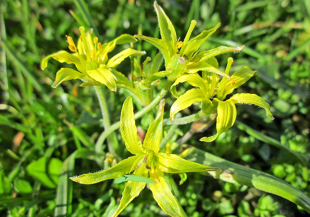 キバナノアマナの開花