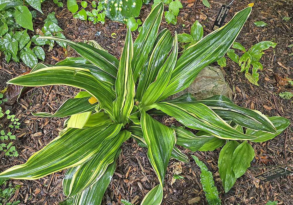 斑入りのオモト