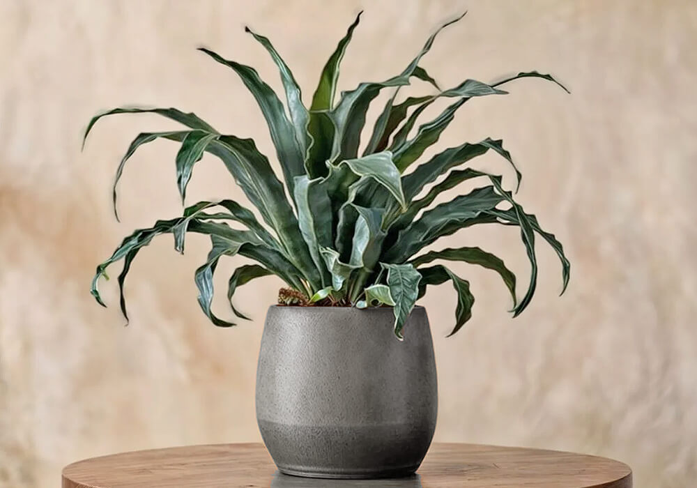 オモトの鉢植え