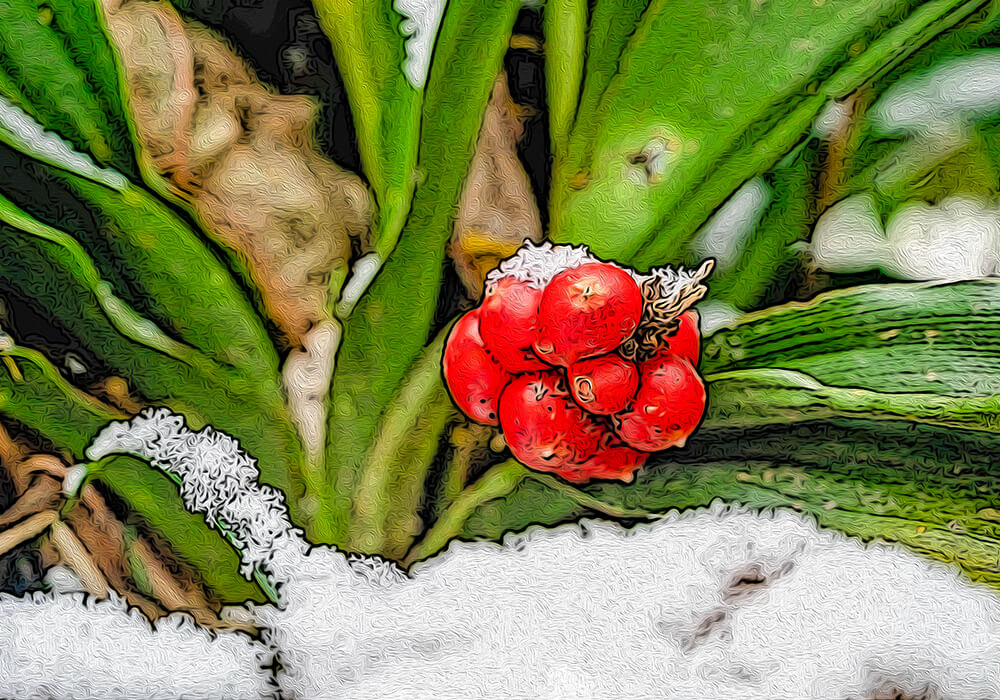 オモトの植物図鑑と育て方