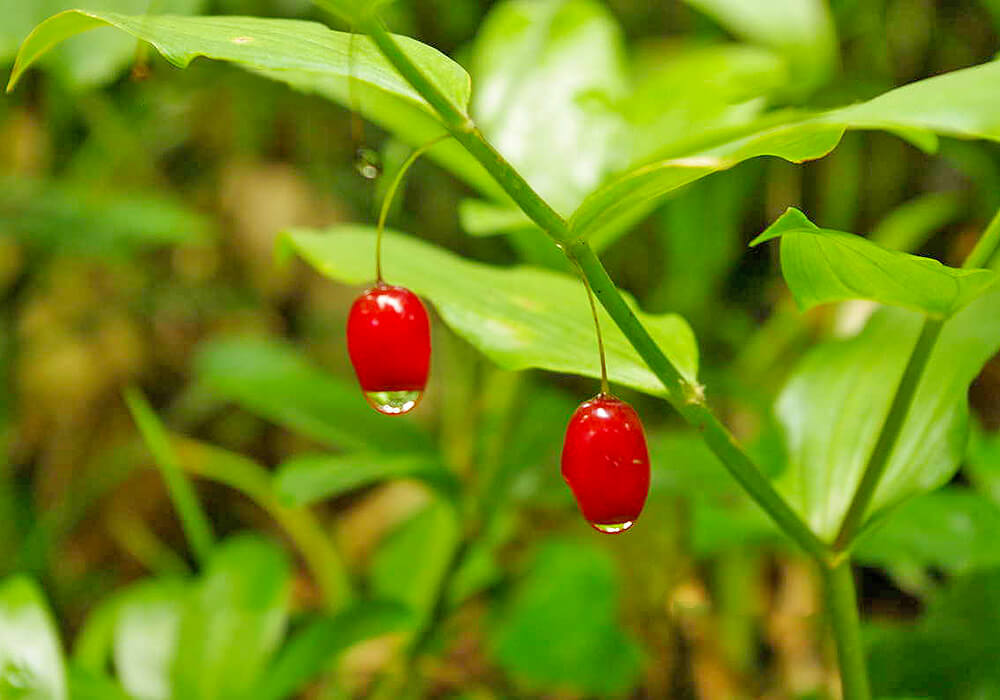 オオバタケシマランの果実