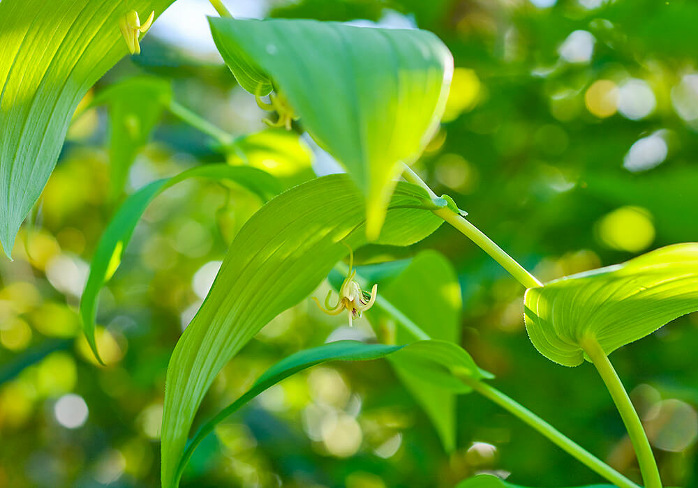 オオバタケシマランの開花