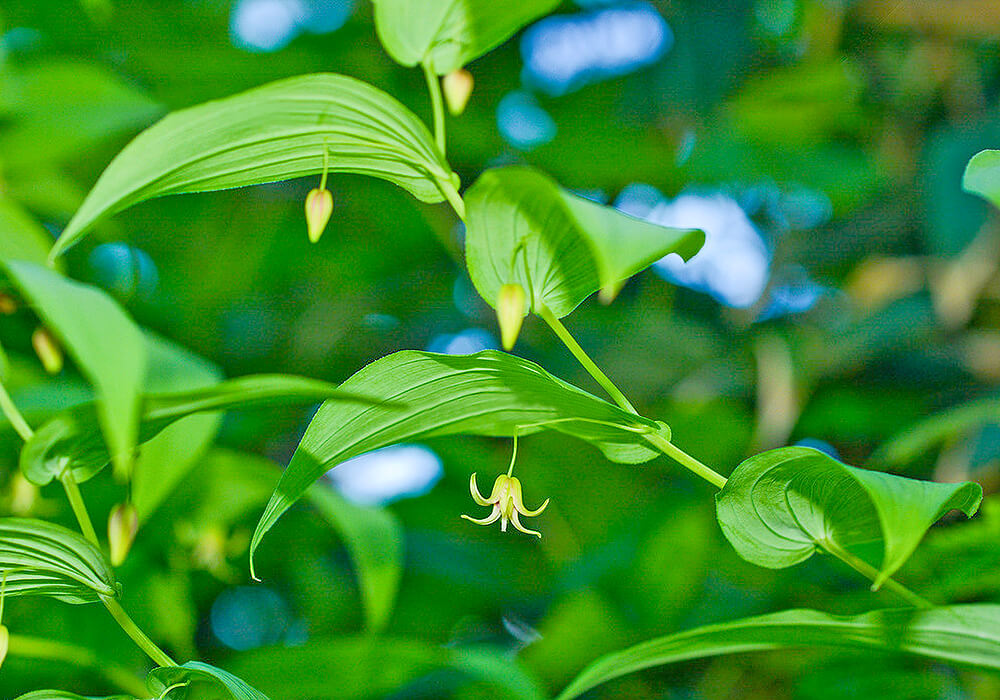 オオバタケシマランの花