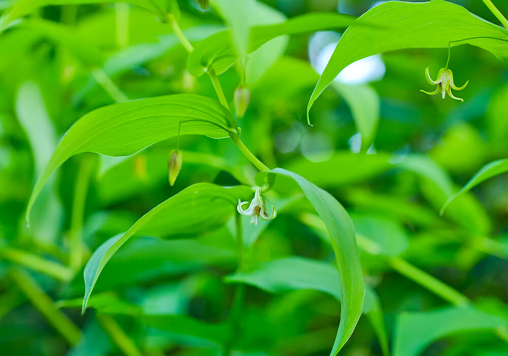 オオバタケシマランの花と葉