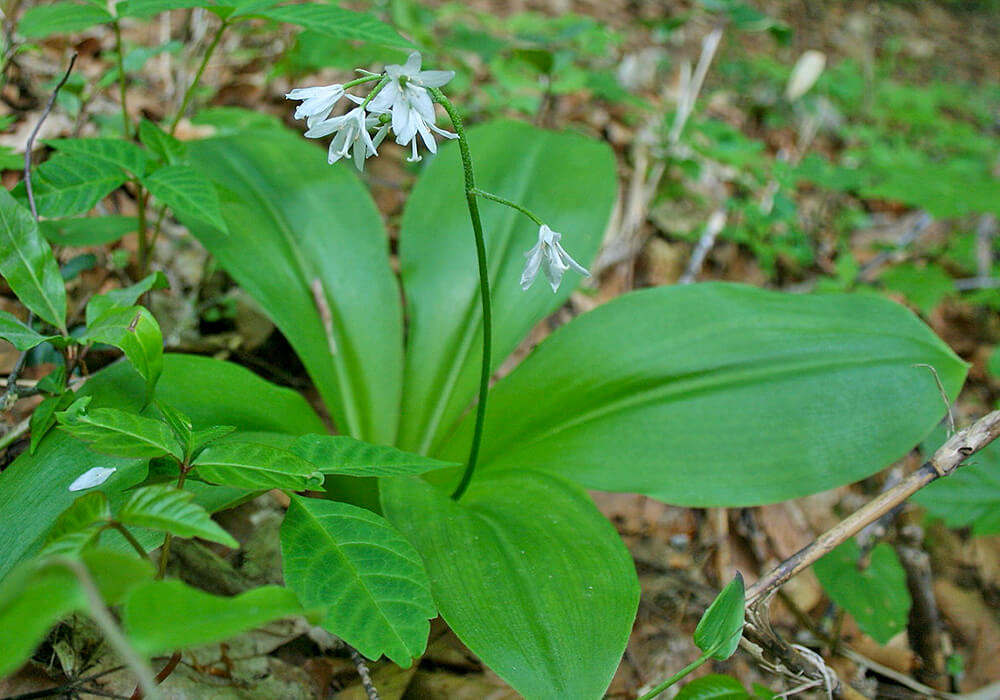 ツバメオモトの開花