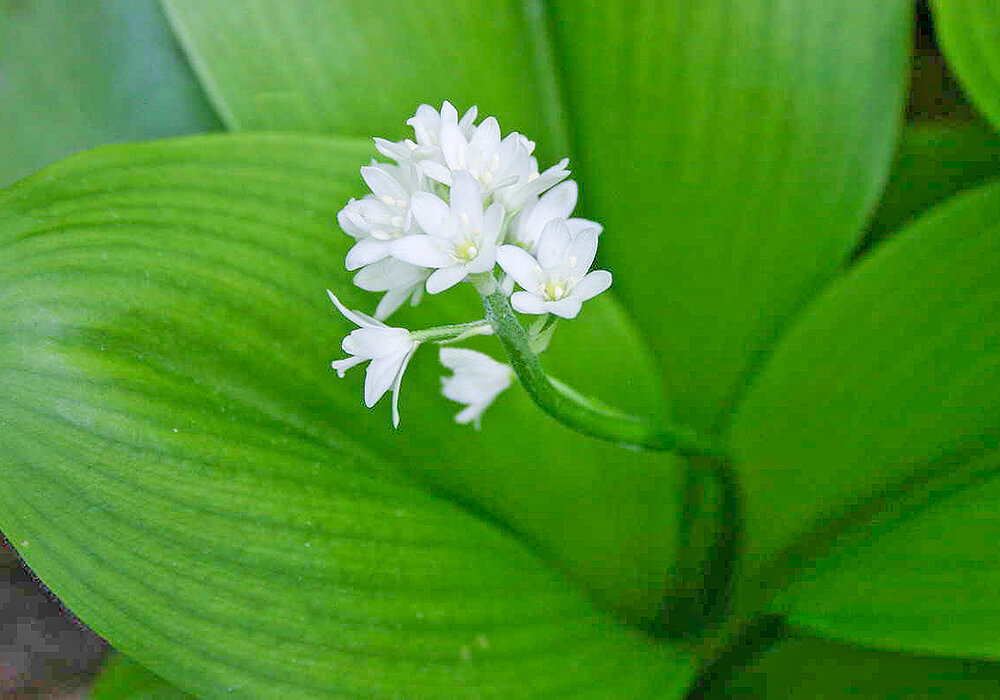 ツバメオモトの花