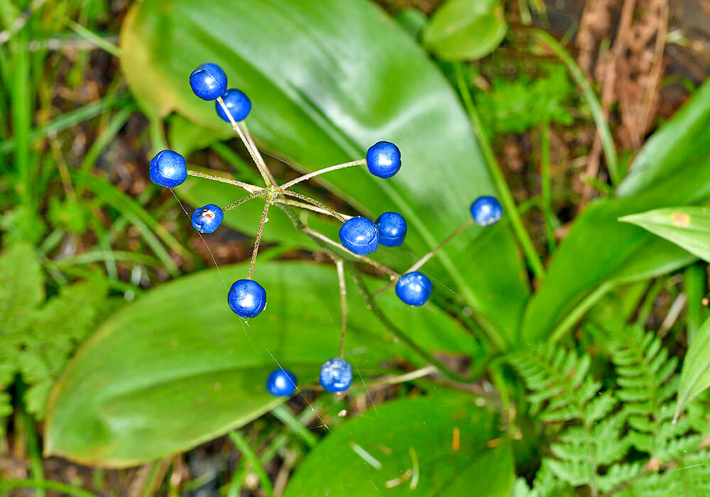 ツバメオモトの果実