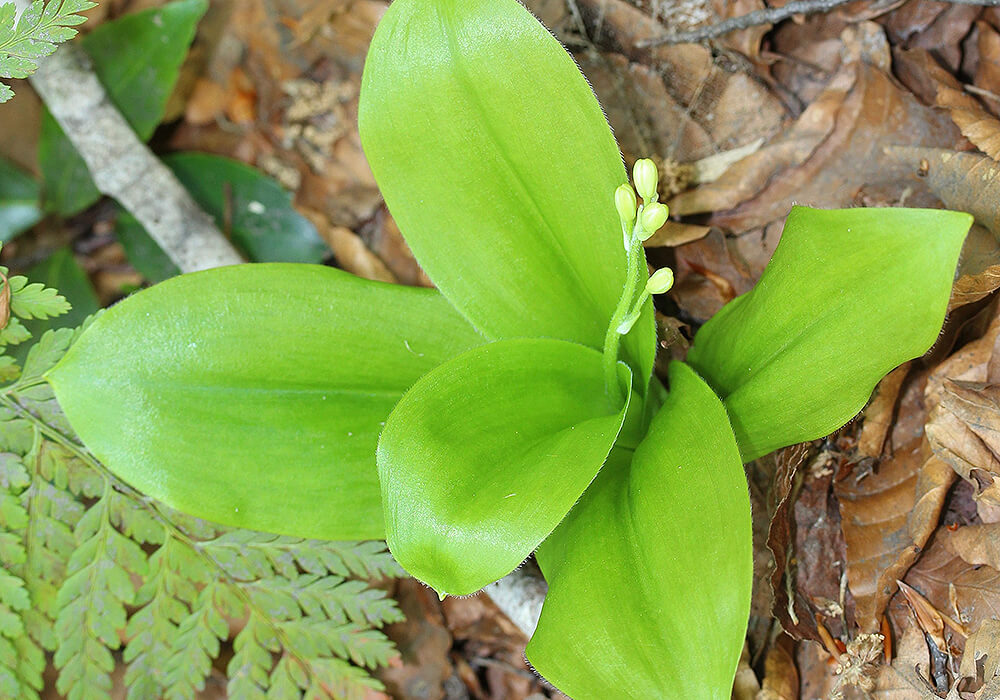 ツバメオモトの蕾