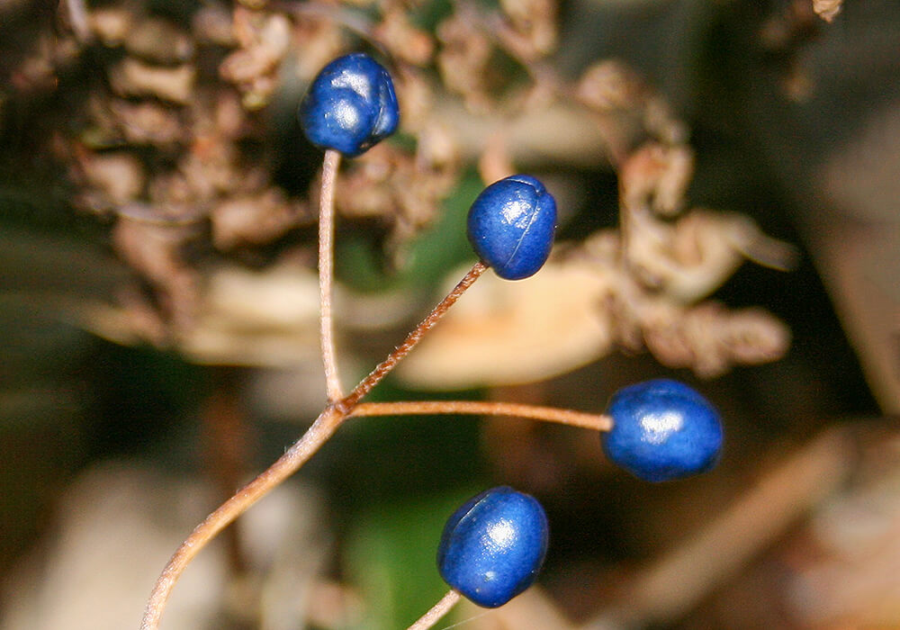 ツバメオモトの果実の拡大