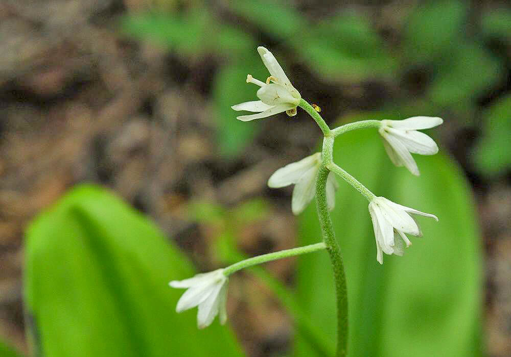 ツバメオモトの花の拡大