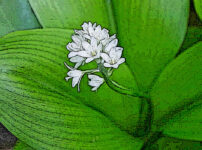 ツバメオモトの植物図鑑と育て方