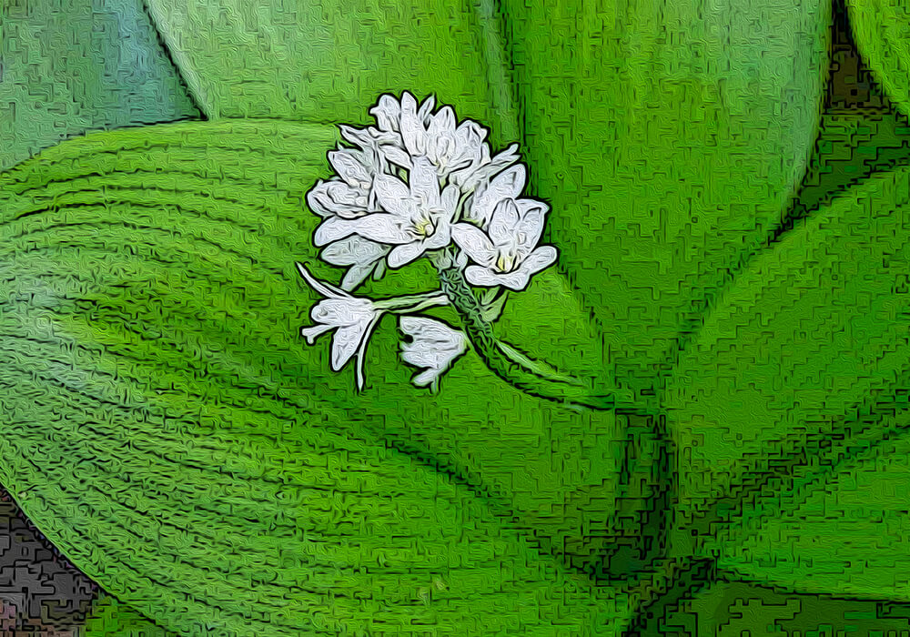 ツバメオモトの植物図鑑と育て方