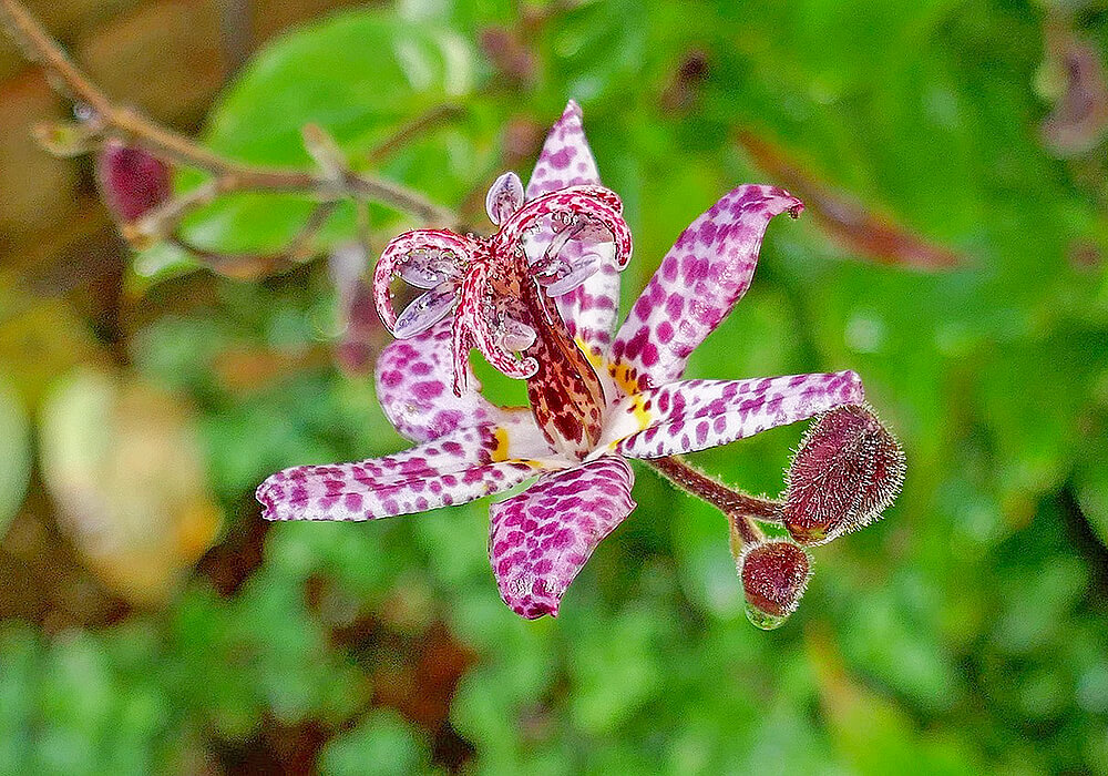 ホトトギスの花の拡大