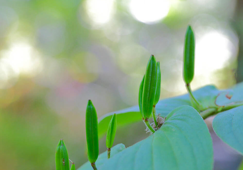 ホトトギスの果実と葉