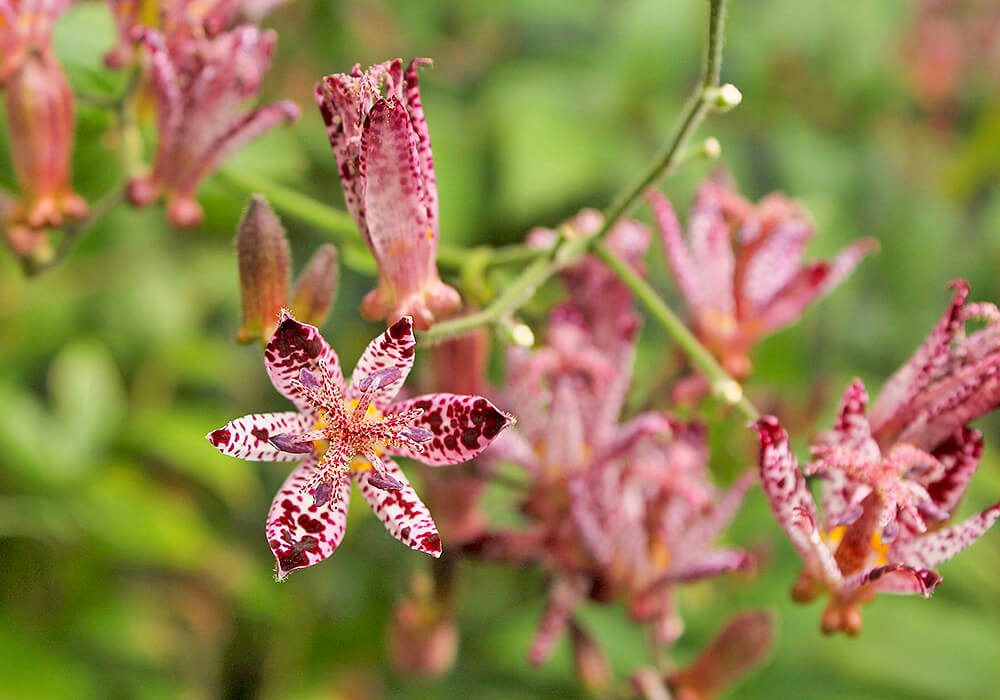 ホトトギスの開花