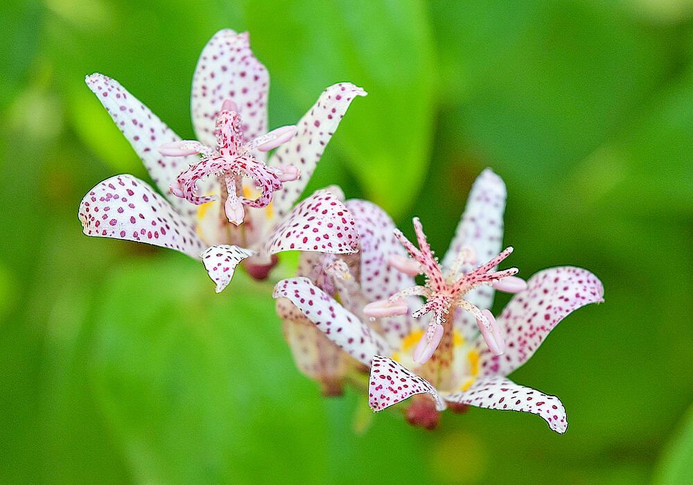 ホトトギスの白い花