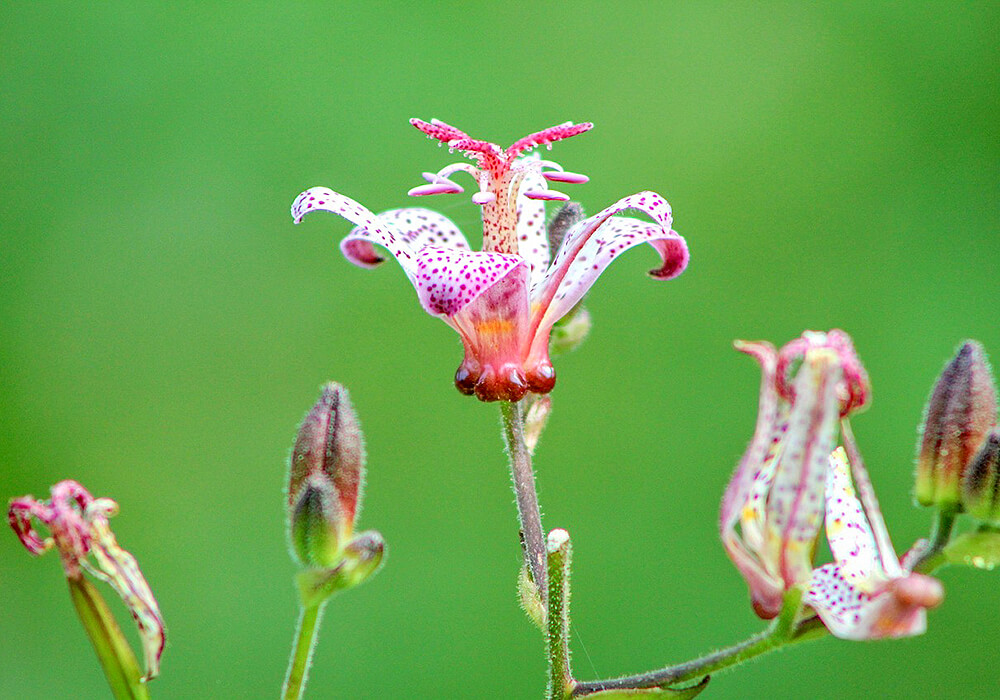 ホトトギスの花