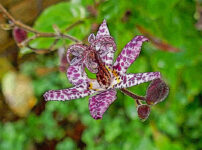 ホトトギスの植物図鑑と育て方