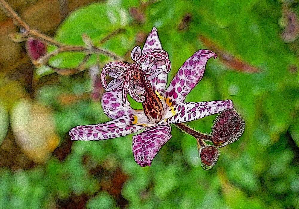 ホトトギスの植物図鑑と育て方