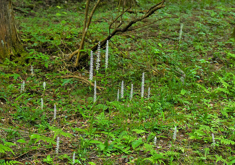 山に生えるシライトソウ