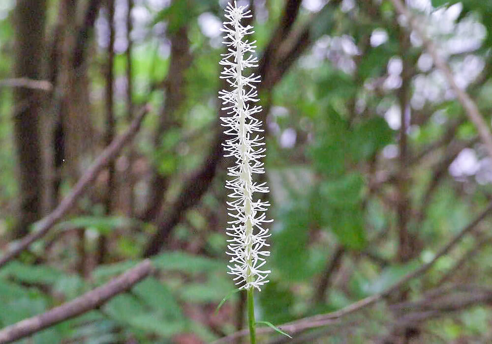 野生のシライトソウ