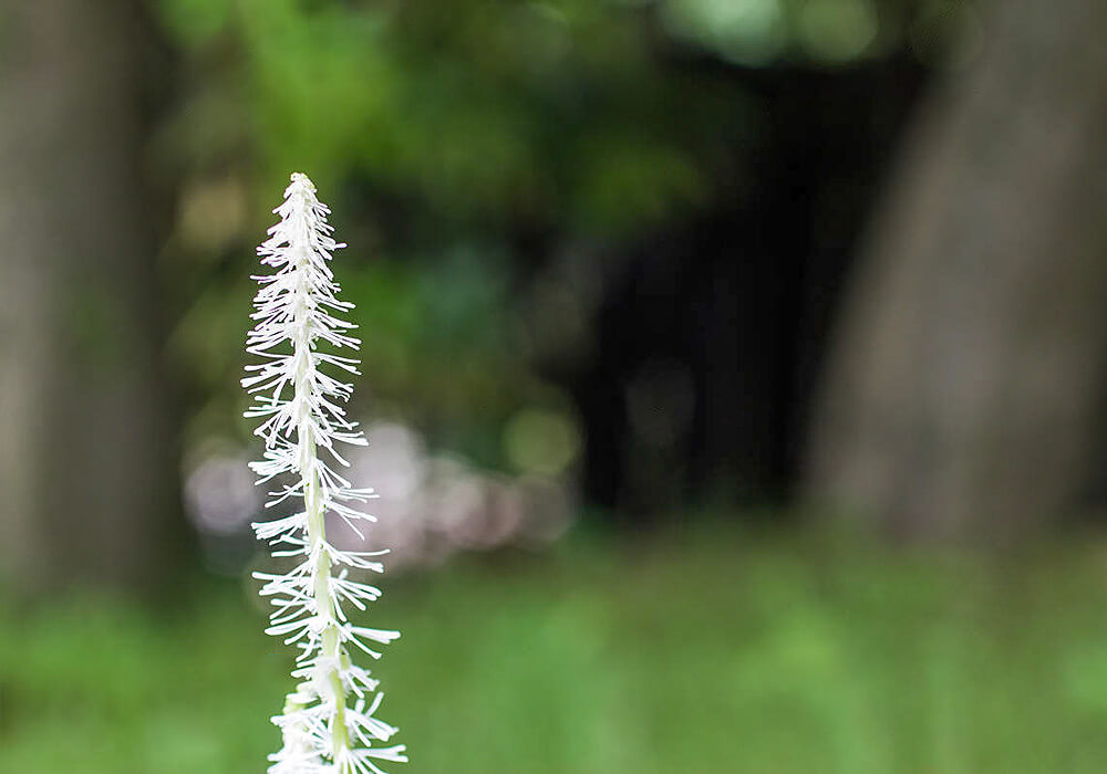 シライトソウの花