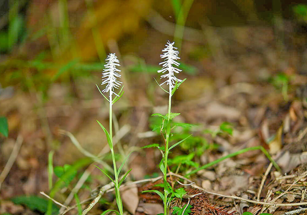 自生するシライトソウ