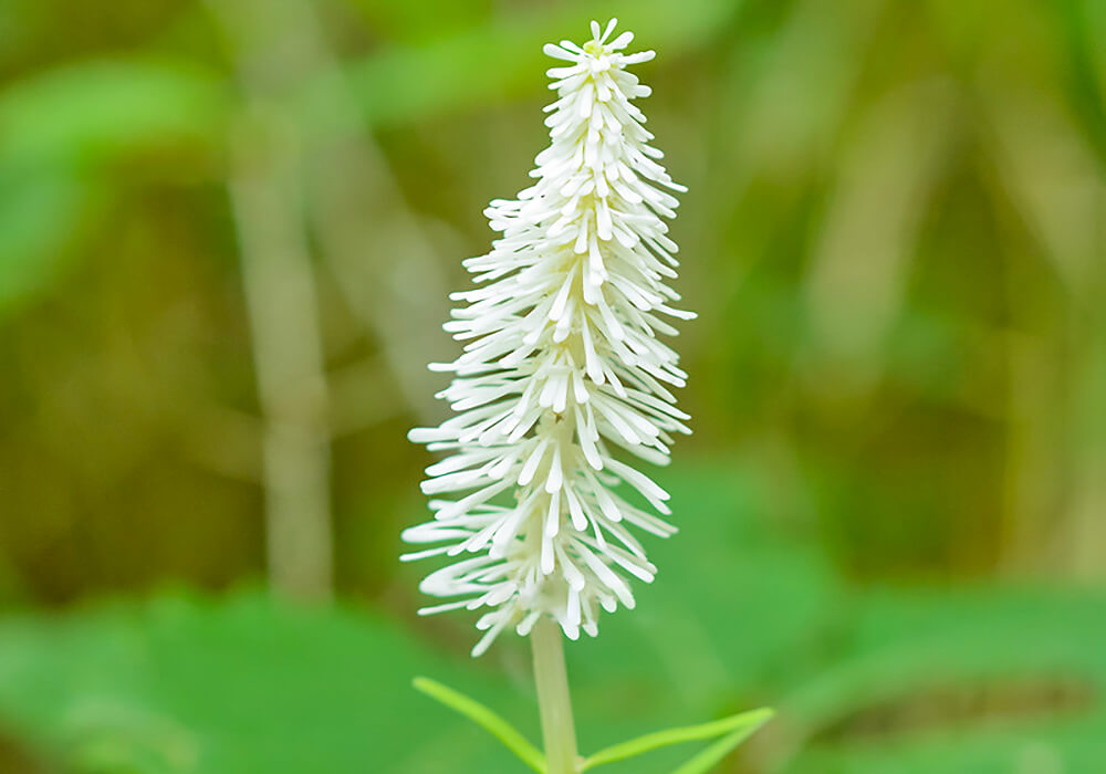 シライトソウの花の拡大