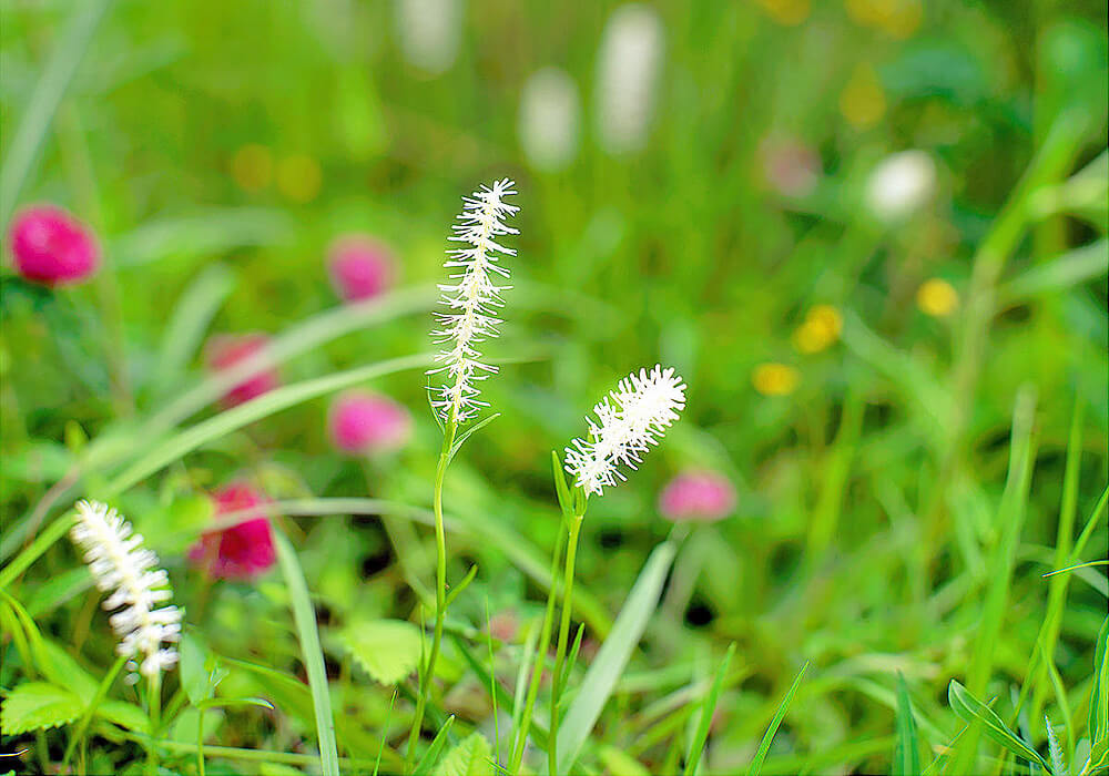シライトソウの開花