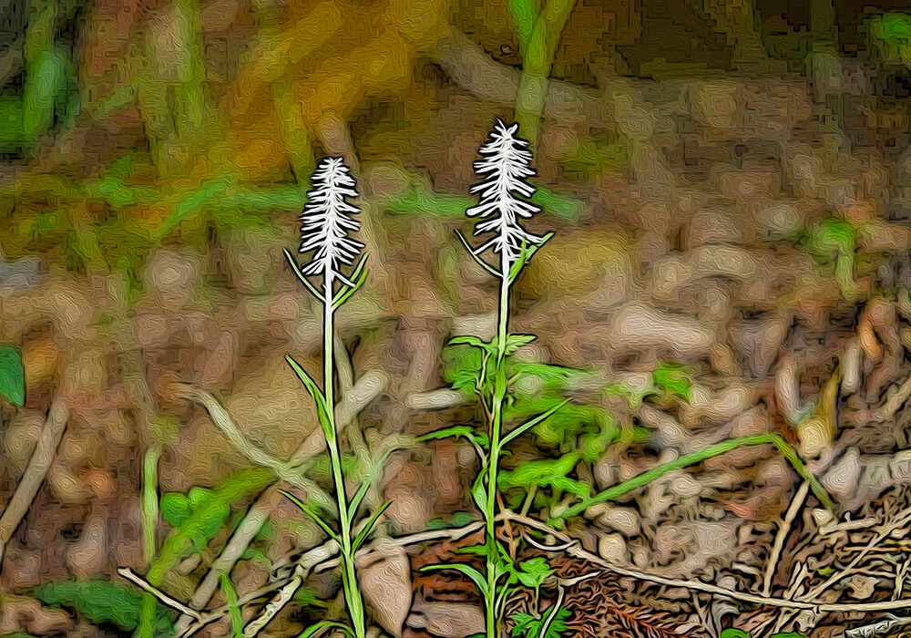 シライトソウの植物図鑑と育て方