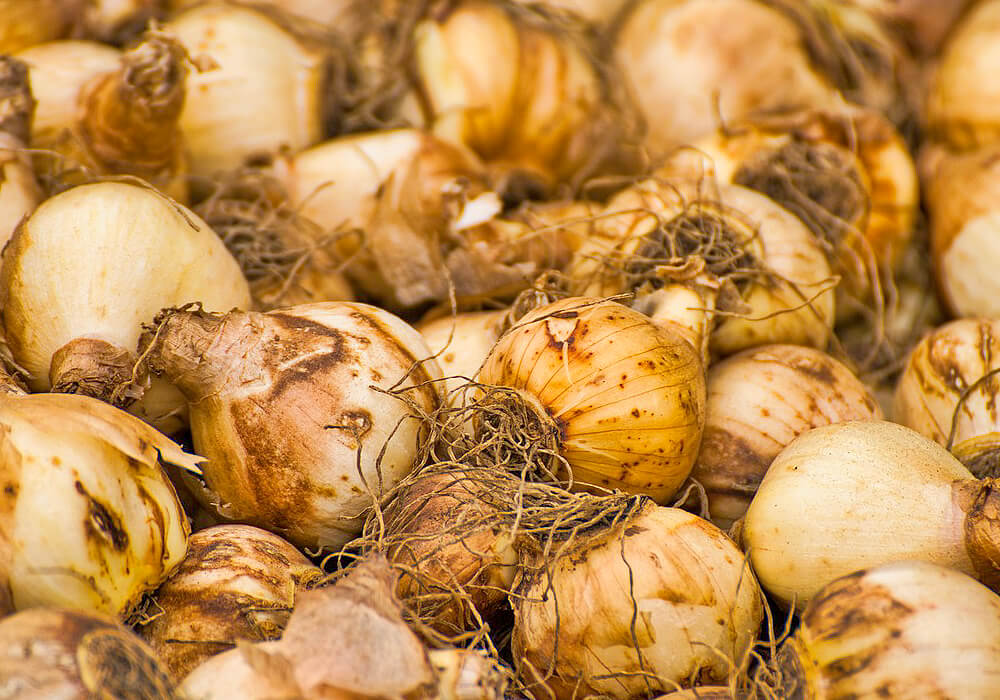 チューリップの球根