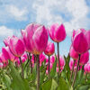 チューリップの植物図鑑と育て方