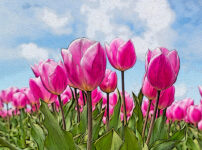 チューリップの植物図鑑と育て方