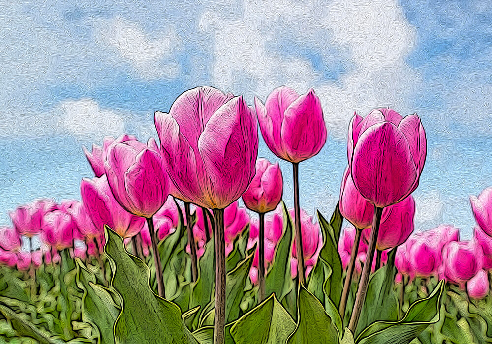 チューリップの植物図鑑と育て方