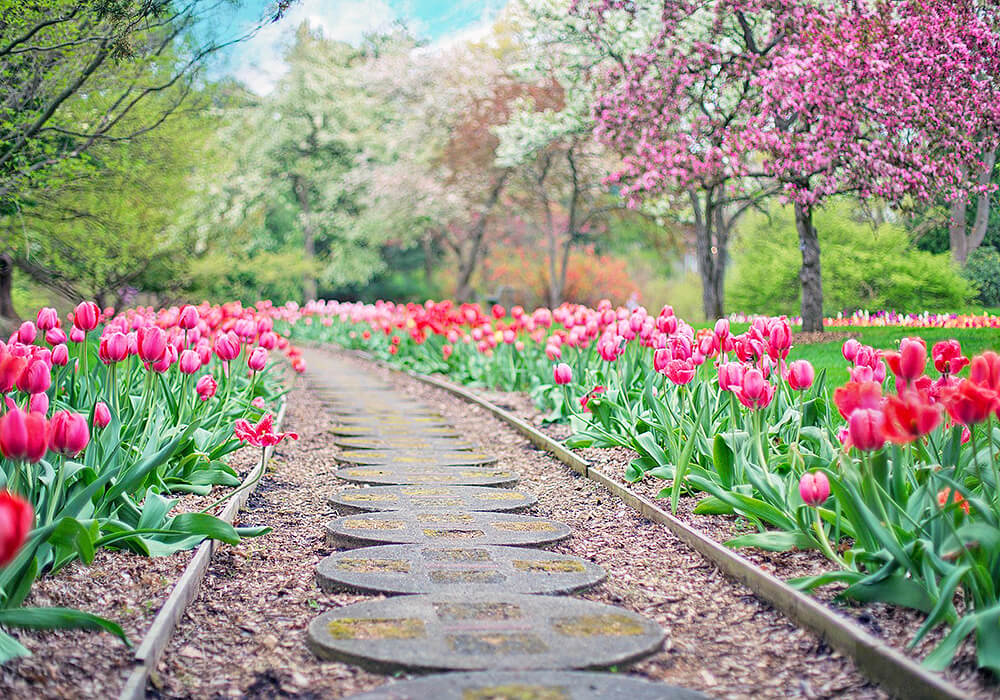 チューリップの散策路