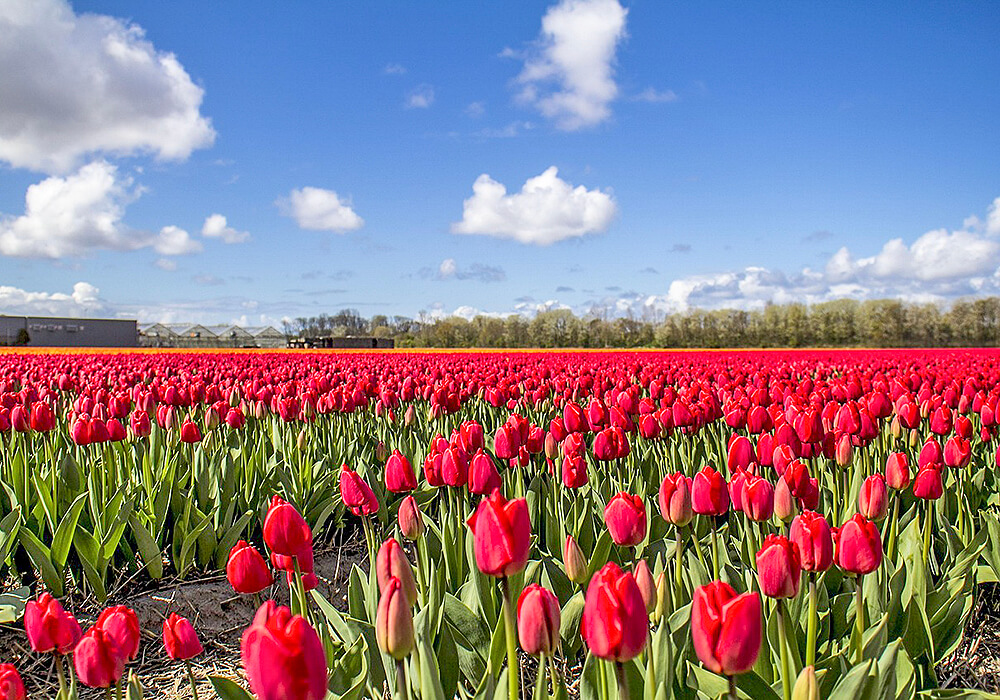 チューリップの群生