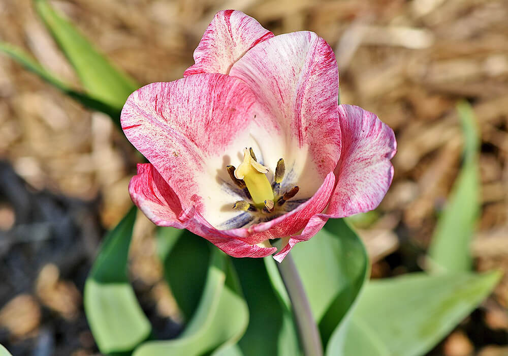 チューリップの花の拡大