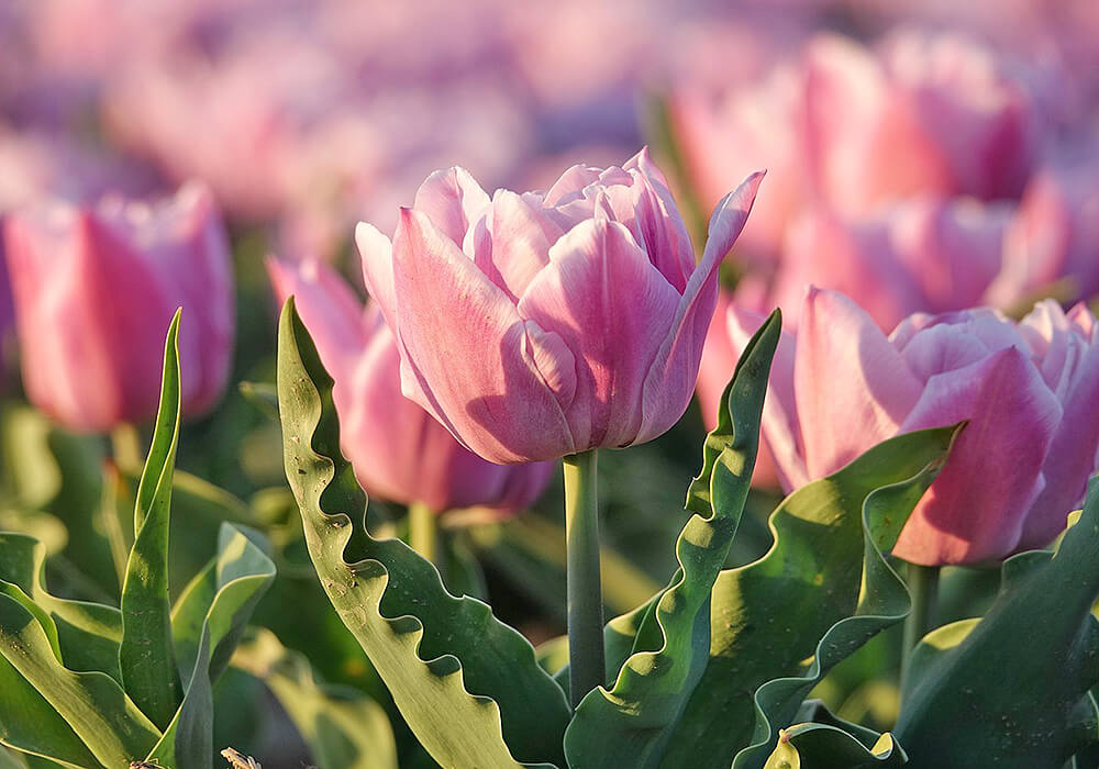 チューリップのピンクの花