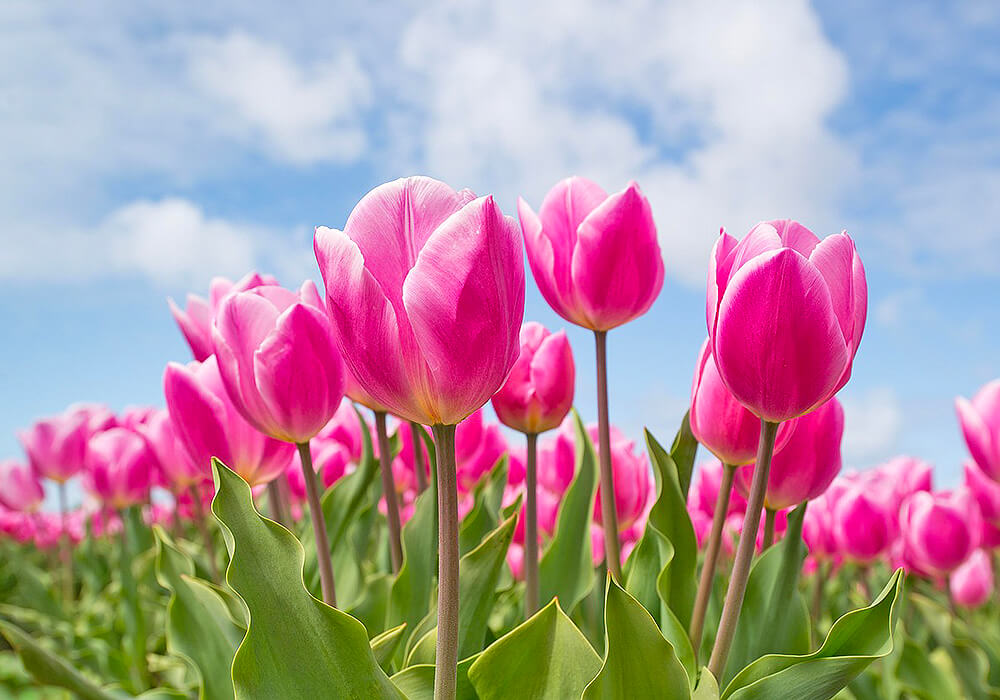 チューリップの花