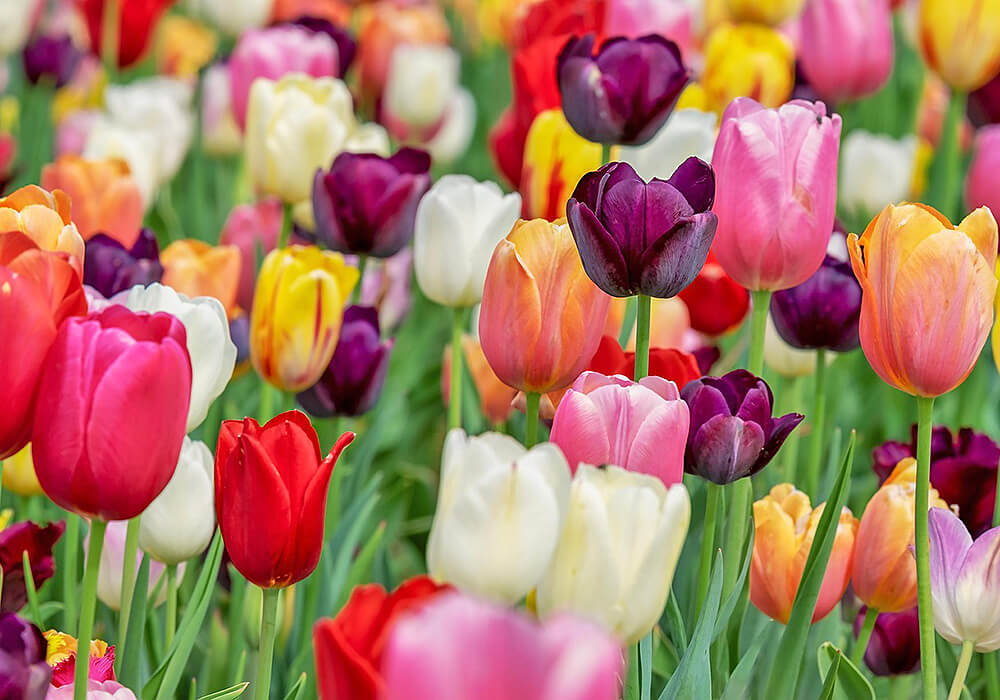 チューリップのカラフルな花