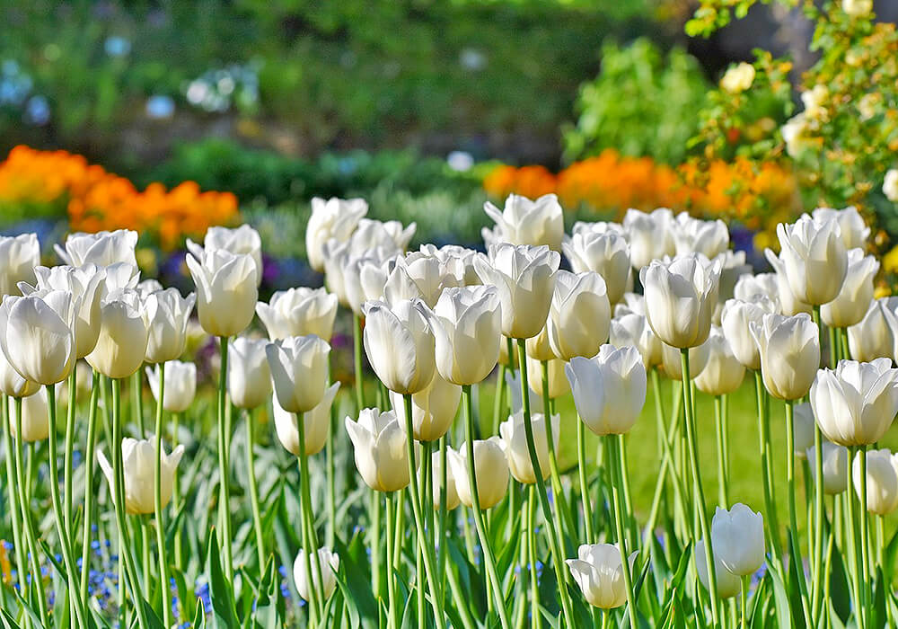 チューリップの白い花