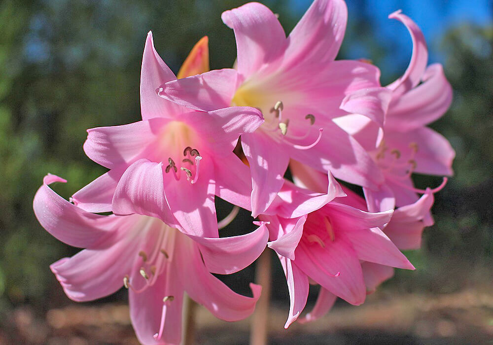 ホンアマリリスの開花