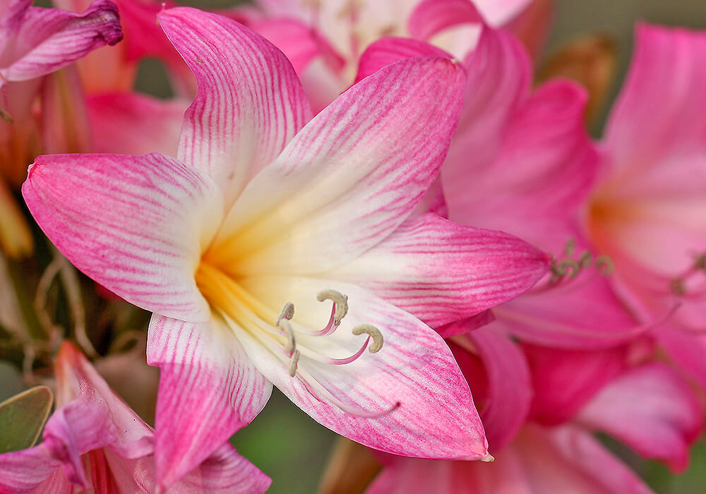 ホンアマリリスの花