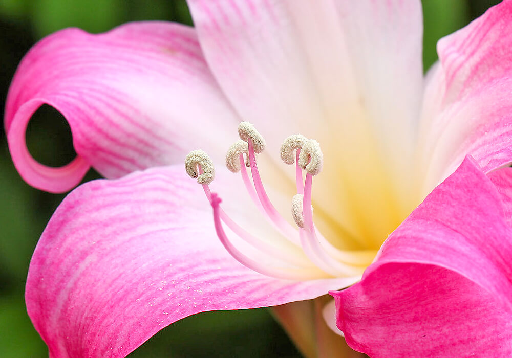 ホンアマリリスの花の拡大