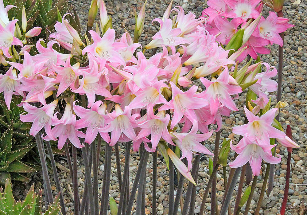 ホンアマリリスの群生