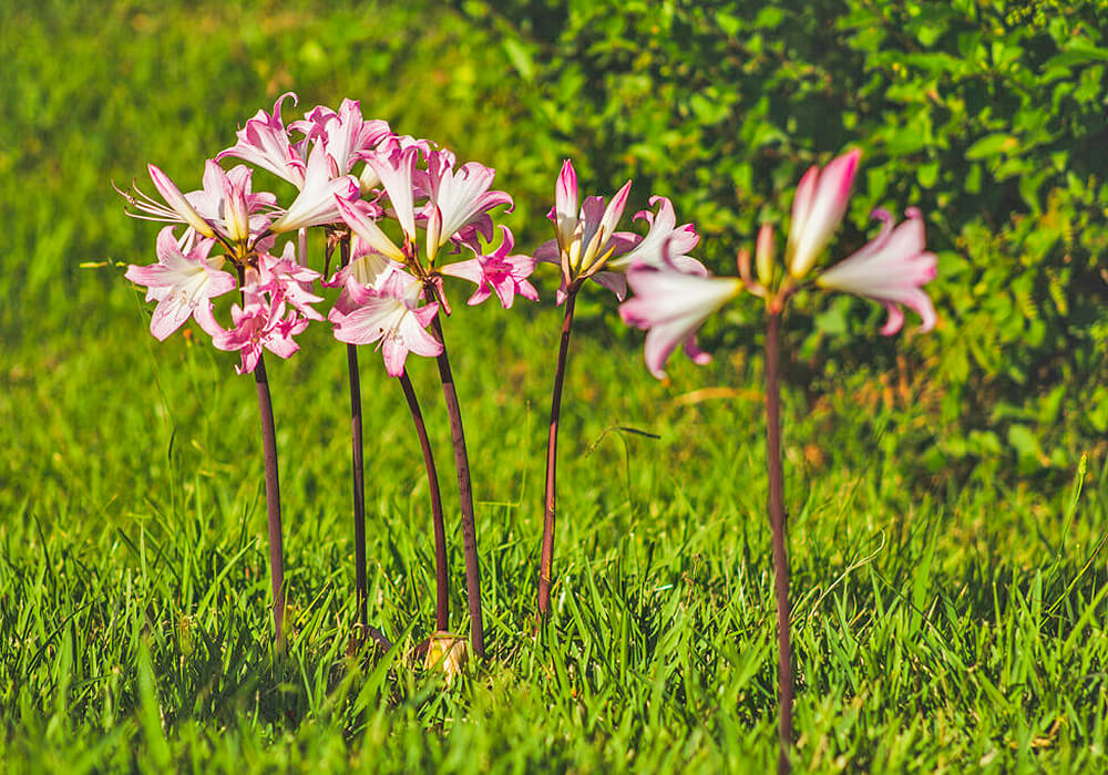 自生するホンアマリリス