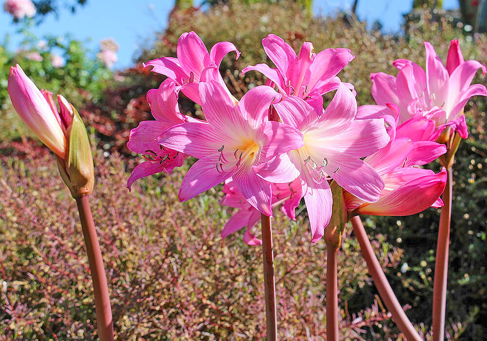 野生のホンアマリリス