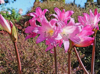 ホンアマリリスの植物図鑑と育て方